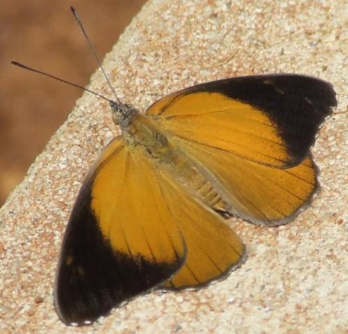 Sallya madagascariensis